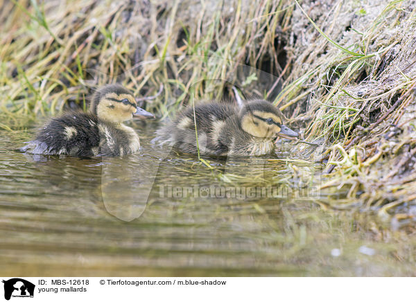 young mallards / MBS-12618