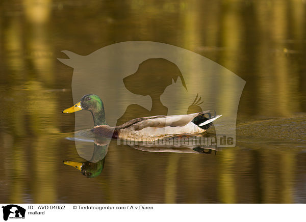 Stockente / mallard / AVD-04052