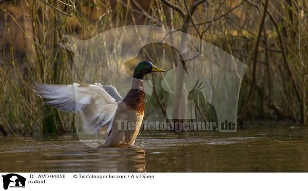 Stockente / mallard / AVD-04056