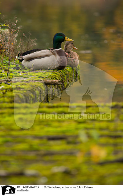 Stockenten / mallards / AVD-04202