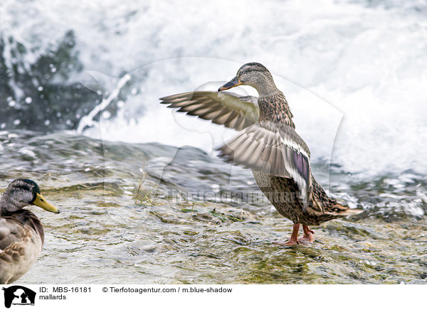 Stockenten / mallards / MBS-16181