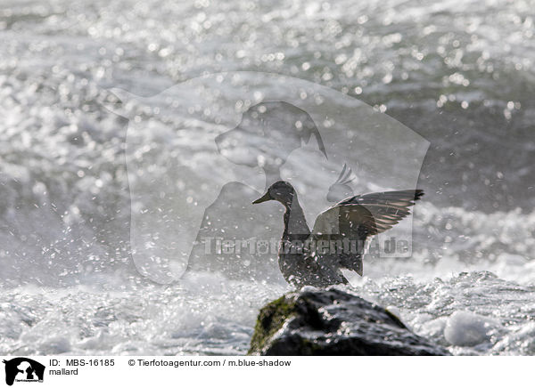 Stockente / mallard / MBS-16185