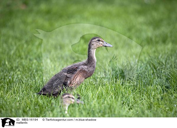 Stockenten / mallards / MBS-16194