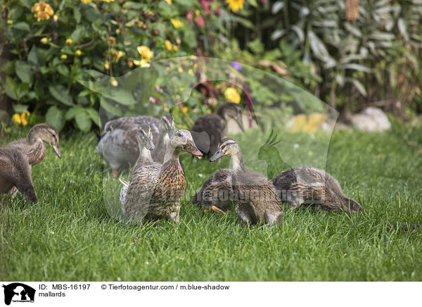 Stockenten / mallards / MBS-16197