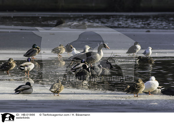 Wasservgel / waterbirds / HB-01866