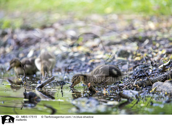 Stockenten / mallards / MBS-17515