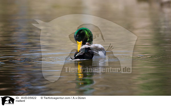 Stockente / mallard / AVD-05822