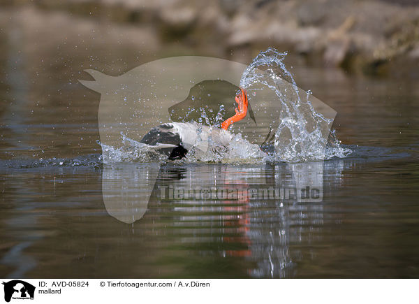 Stockente / mallard / AVD-05824