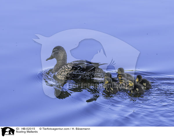 schwimmende Stockenten / floating Mallards / HB-02015