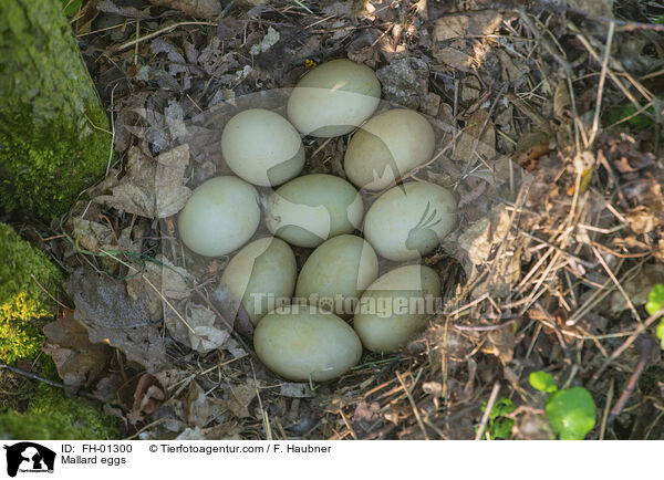 Stockente Gelege / Mallard eggs / FH-01300