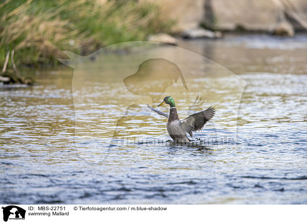 schwimmende Stockente / swimming Mallard / MBS-22751