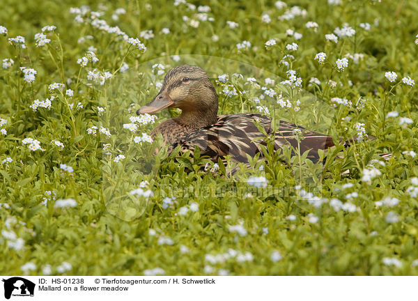 Stockente auf einer Blumenwiese / Mallard on a flower meadow / HS-01238