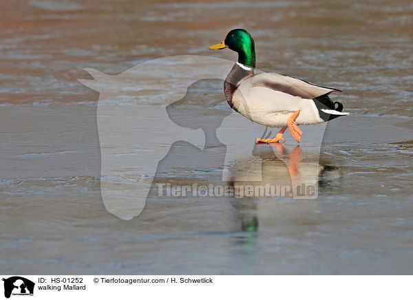 laufende Stockente / walking Mallard / HS-01252