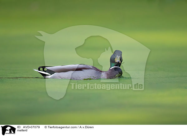 Stockente / mallard / AVD-07079