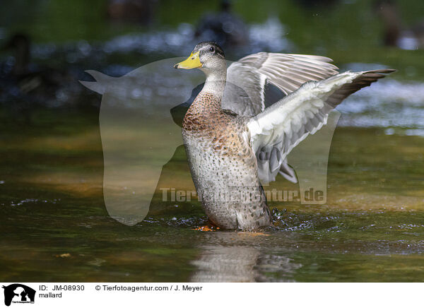 Stockente / mallard / JM-08930