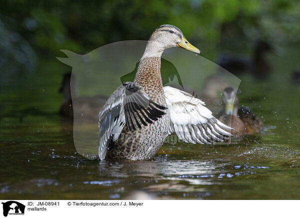 Stockenten / mallards / JM-08941