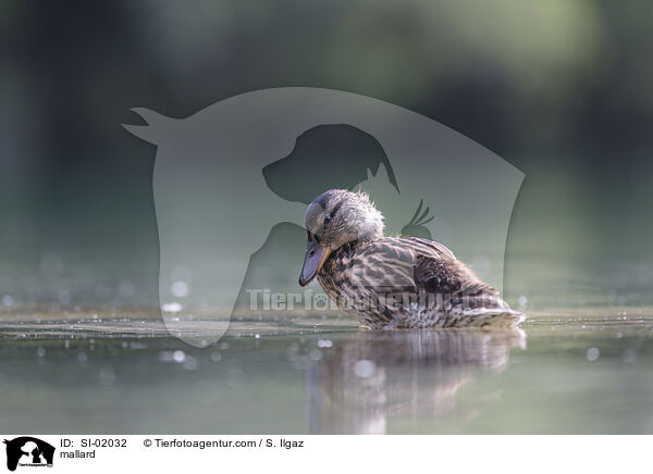 Stockente / mallard / SI-02032