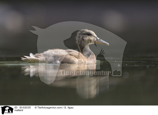 Stockente / mallard / SI-02035