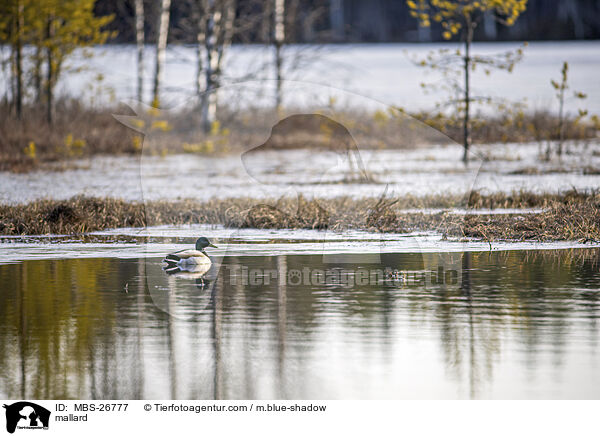 Stockente / mallard / MBS-26777