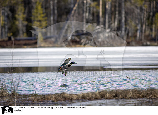 Stockente / mallard / MBS-26780