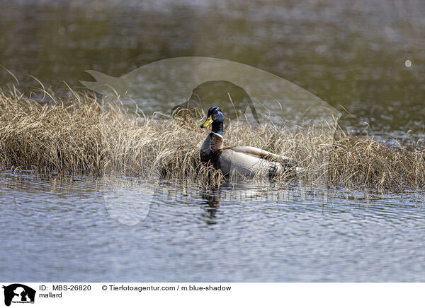 Stockente / mallard / MBS-26820