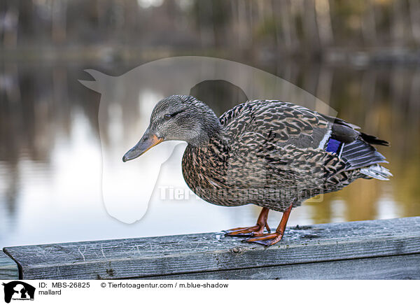 Stockente / mallard / MBS-26825