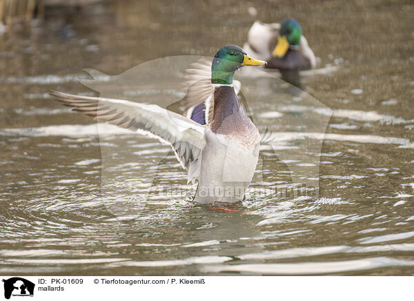 Stockenten / mallards / PK-01609