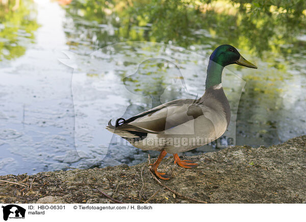 Stockente / mallard / HBO-06301