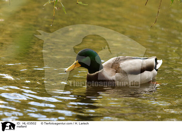 Stockente / mallard / HL-03502