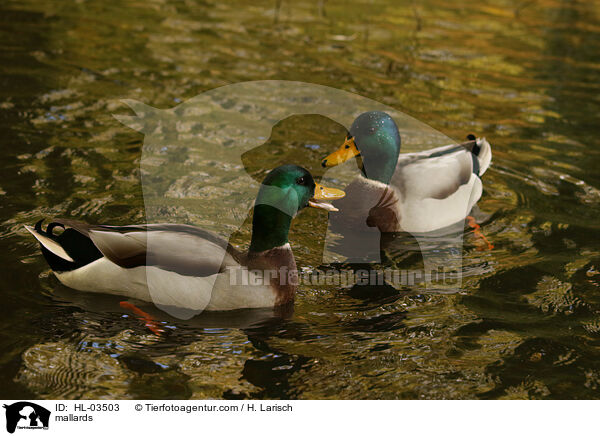 mallards / HL-03503