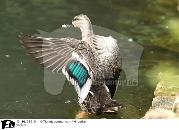 Stockente / mallard / HL-03510