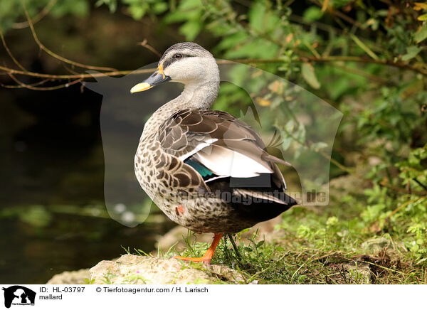 Stockente / mallard / HL-03797