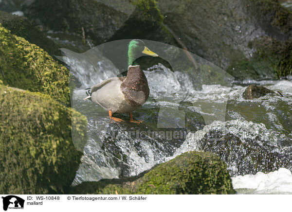 Stockente / mallard / WS-10848