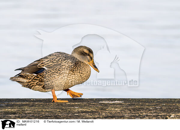 Stockente / mallard / MAW-01216
