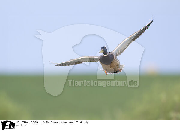 mallard / THA-10699