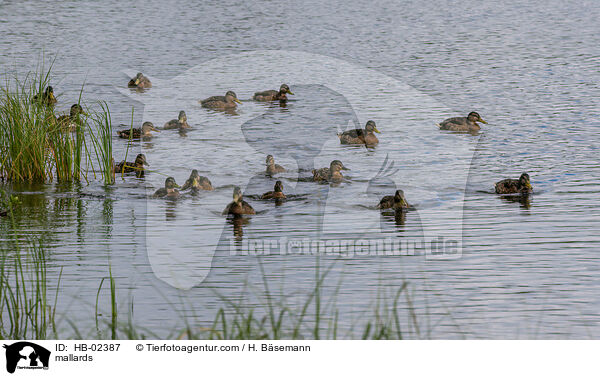 mallards / HB-02387