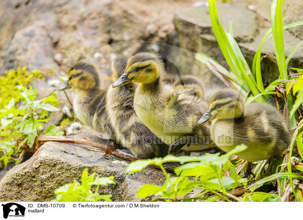 Stockente / mallard / DMS-10709