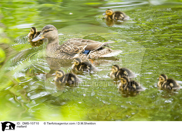 mallard / DMS-10710