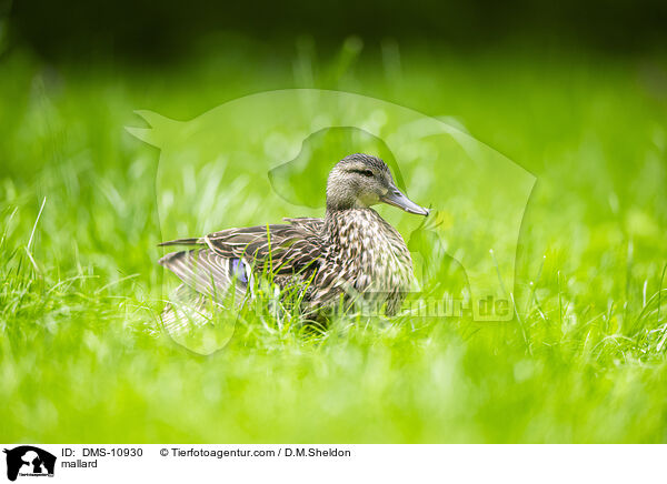 Stockente / mallard / DMS-10930