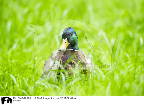 Stockente / mallard / DMS-10985
