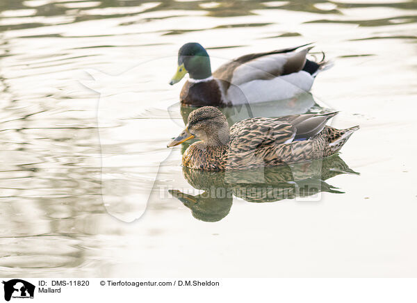 Stockente / Mallard / DMS-11820