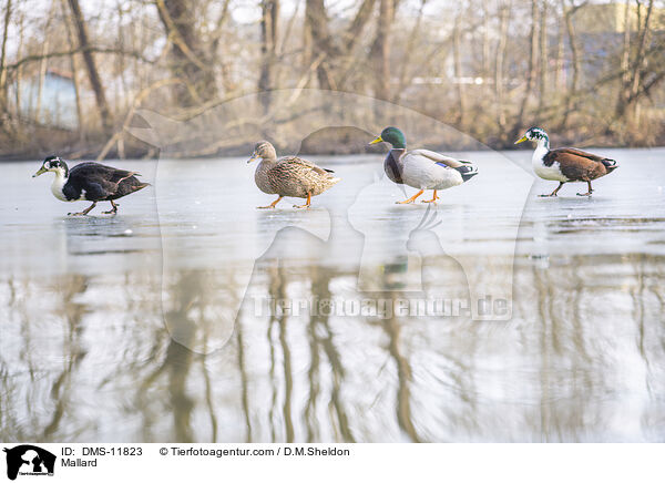 Stockente / Mallard / DMS-11823