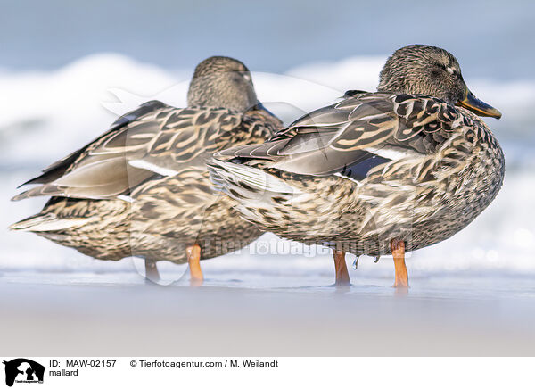 Stockente / mallard / MAW-02157