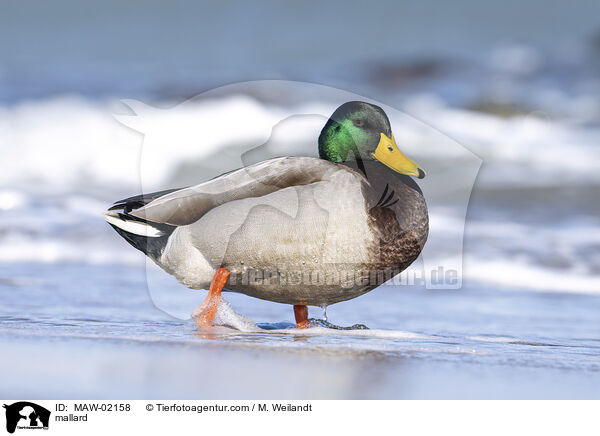 Stockente / mallard / MAW-02158