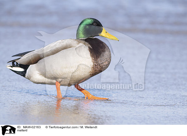 Stockente / mallard / MAW-02163