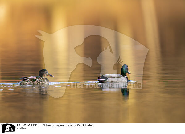 Stockente / mallard / WS-11191