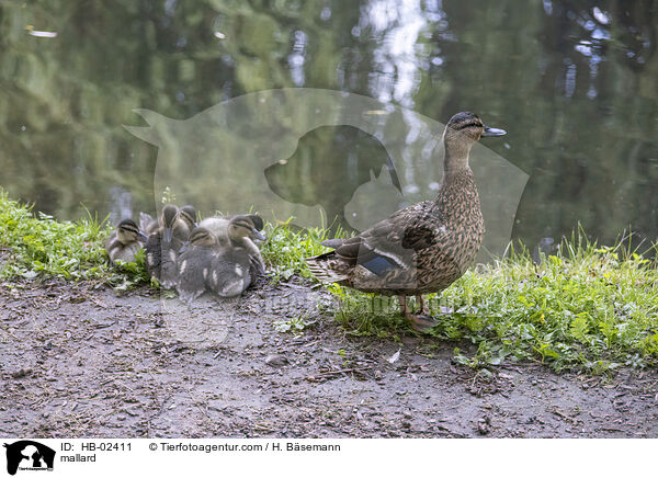 Stockente / mallard / HB-02411