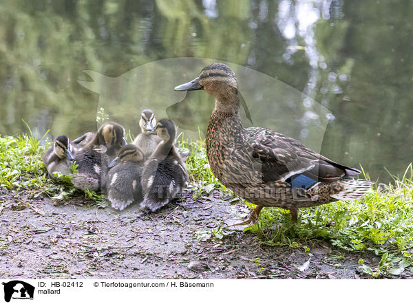 Stockente / mallard / HB-02412