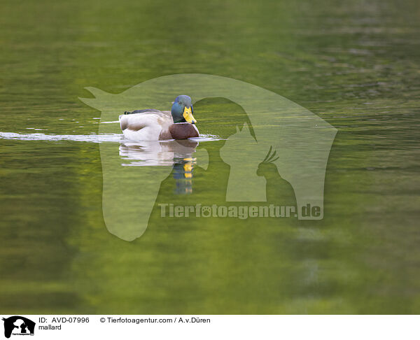 Stockente / mallard / AVD-07996