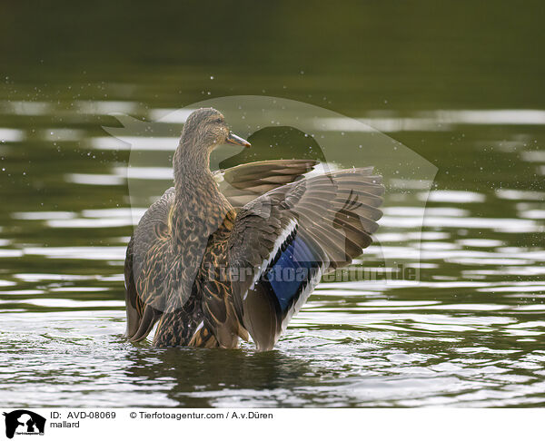 Stockente / mallard / AVD-08069